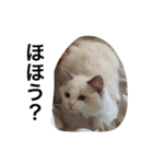 悟り猫（個別スタンプ：35）