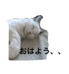 悟り猫（個別スタンプ：36）