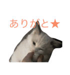 悟り猫（個別スタンプ：38）