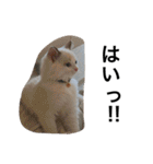 悟り猫（個別スタンプ：40）