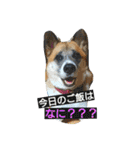 ごんた！！！（個別スタンプ：1）
