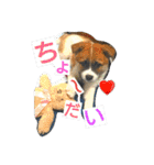 ごんた！！！（個別スタンプ：3）
