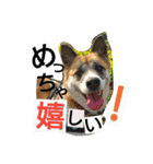 ごんた！！！（個別スタンプ：5）