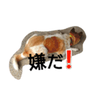 ごんた！！！（個別スタンプ：8）