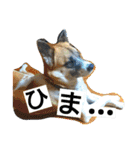 ごんた！！！（個別スタンプ：10）