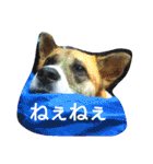 ごんた！！！（個別スタンプ：14）