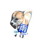ごんた！！！（個別スタンプ：16）