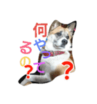 ごんた！！！（個別スタンプ：21）