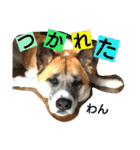 ごんた！！！（個別スタンプ：25）