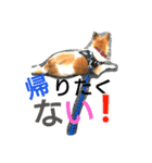 ごんた！！！（個別スタンプ：26）