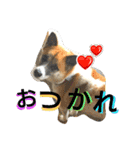 ごんた！！！（個別スタンプ：31）