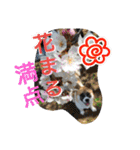 ごんた！！！（個別スタンプ：33）