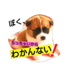 ごんた！！！（個別スタンプ：34）