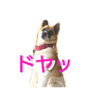 ごんた！！！（個別スタンプ：36）