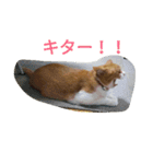 真理ちゃん（個別スタンプ：16）