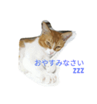 真理ちゃん（個別スタンプ：20）