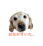 くぅ（個別スタンプ：5）