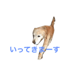 くぅ（個別スタンプ：11）