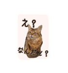 ソマリニャンズ（個別スタンプ：2）
