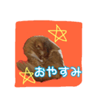 ソマリニャンズ（個別スタンプ：3）