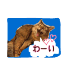 ソマリニャンズ（個別スタンプ：7）