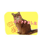 ソマリニャンズ（個別スタンプ：8）
