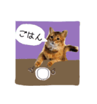 ソマリニャンズ（個別スタンプ：9）