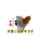 ソマリニャンズ（個別スタンプ：13）