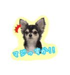 にゃんごろげ。（個別スタンプ：1）