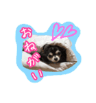 にゃんごろげ。（個別スタンプ：2）