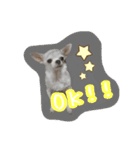 にゃんごろげ。（個別スタンプ：3）