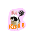 にゃんごろげ。（個別スタンプ：4）