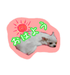 にゃんごろげ。（個別スタンプ：5）