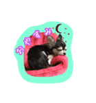 にゃんごろげ。（個別スタンプ：6）