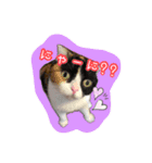 にゃんごろげ。（個別スタンプ：7）