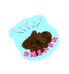 にゃんごろげ。（個別スタンプ：8）