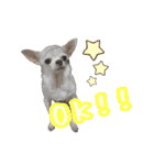 にゃんごろげ。（個別スタンプ：11）