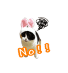 にゃんごろげ。（個別スタンプ：12）
