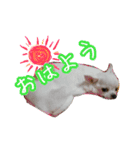 にゃんごろげ。（個別スタンプ：13）