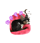 にゃんごろげ。（個別スタンプ：14）
