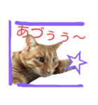 茶とらネコ（個別スタンプ：5）