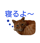 茶とらネコ（個別スタンプ：8）