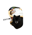 くろまめたろう（個別スタンプ：5）