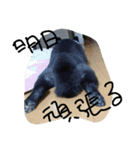 くろまめたろう（個別スタンプ：10）