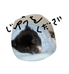 くろまめたろう（個別スタンプ：16）
