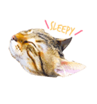 樂樂，可愛いな猫（個別スタンプ：1）