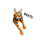 樂樂，可愛いな猫（個別スタンプ：2）