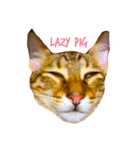 樂樂，可愛いな猫（個別スタンプ：3）