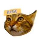 樂樂，可愛いな猫（個別スタンプ：4）