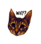 樂樂，可愛いな猫（個別スタンプ：5）